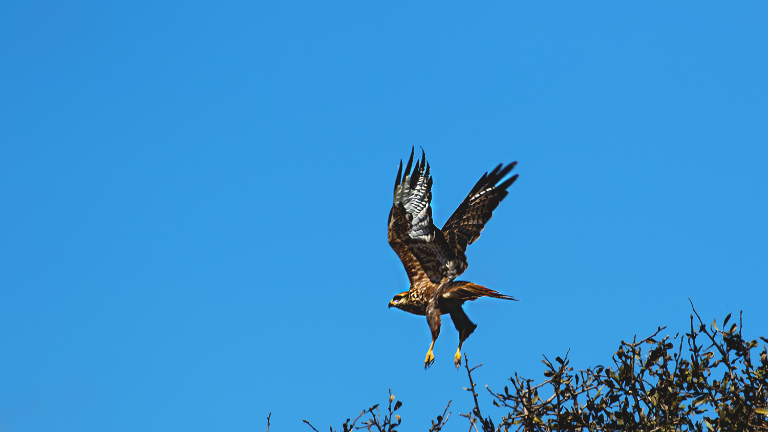 Long-legged Buzzard